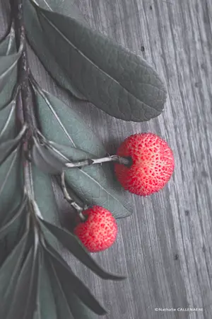 arbousier arbre fraise