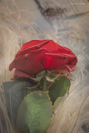 fleur rose amour