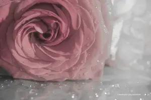 rose fleur tendresse