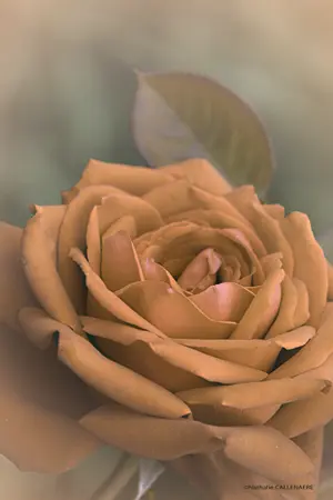 rose petale epine