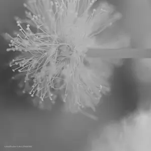 mimosa noir_et_blanc fleur