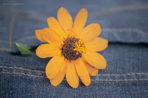 fleur jean jaune