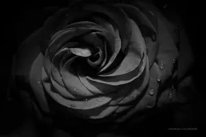 rose fleur amour