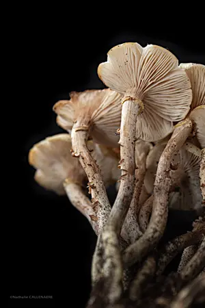 champignons eucaryottes automne 