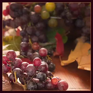 raisin grappe fruit