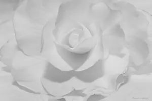 fleur rose blanc