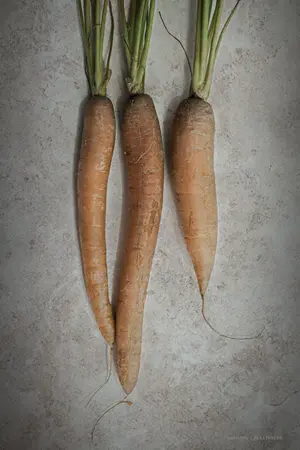 carottes legume racines