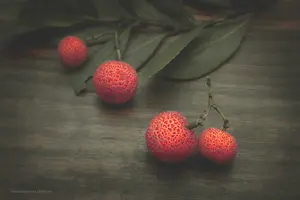 arbousier fruit arbuste