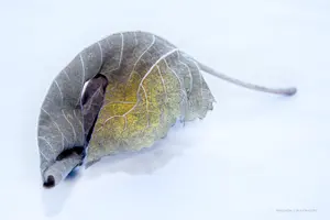 feuille arbre automne