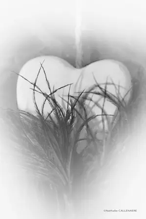 coeur plume amour