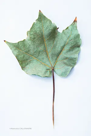 feuille arbre automne