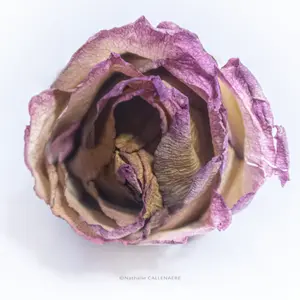 rose fleur fane