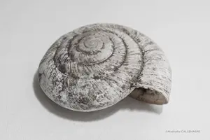 coquille escargot spirale