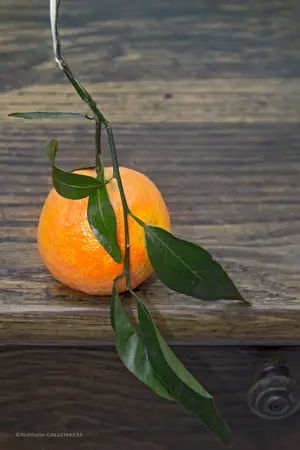 clementine fruit agrume