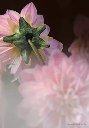 dalhia fleur asteracees