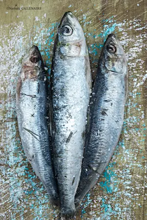 Sardines