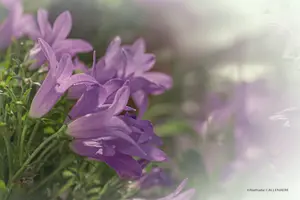 fleurs clochette