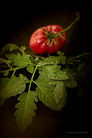 tomate legume fruit