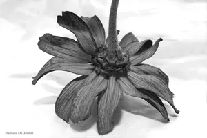 fleur noir_et_blanc