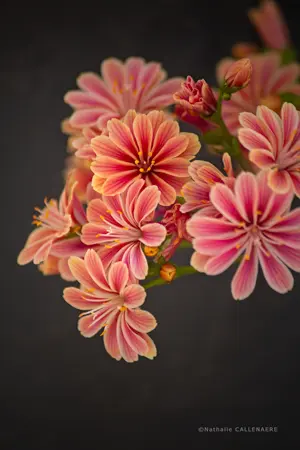 Lewisia