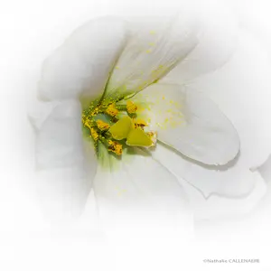 macro fleur pollen