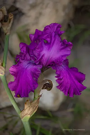 Iris