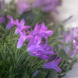 fleur