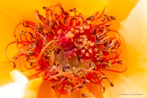 fleur