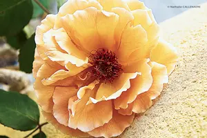 fleur