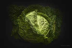 chou Brassica oleracea_L.