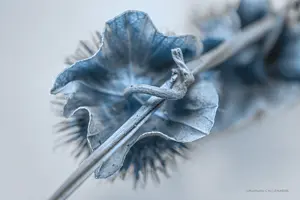 datura graines solanacees