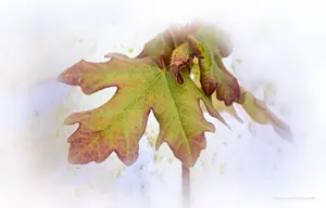 feuille automne arbre