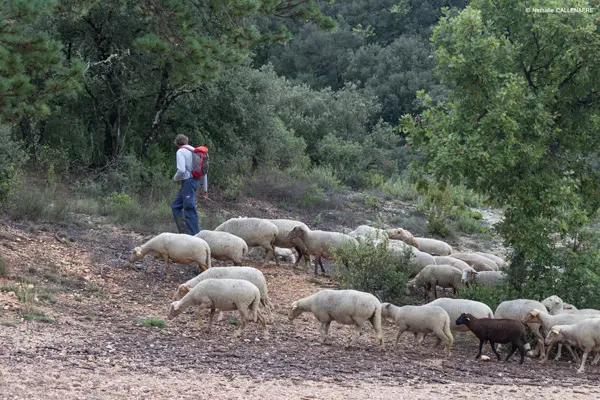 André et Josy, Bergers à Barjols