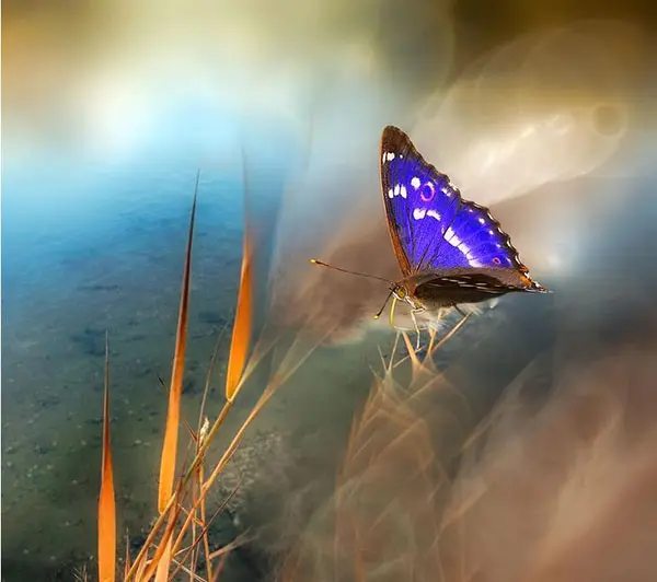 Josep Sumalla