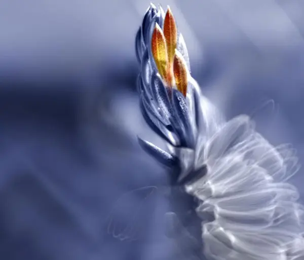 Josep Sumalla