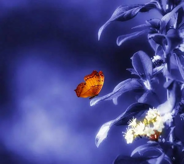 Josep Sumalla