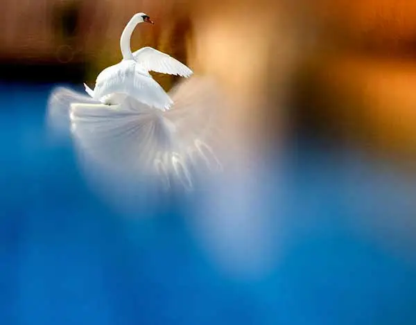 Josep Sumalla