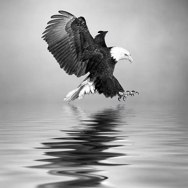 Josep Sumalla