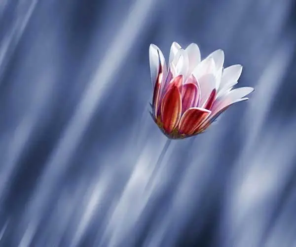 Josep Sumalla