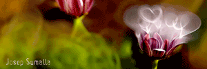 Image Lightbox