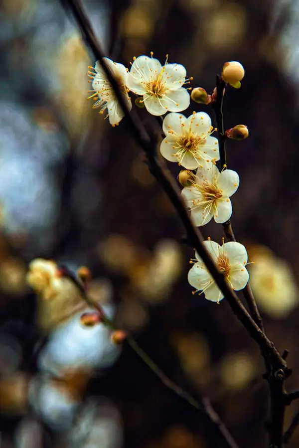 Photographies fleurs printemps