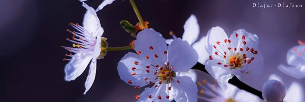 Photographies fleurs printemps